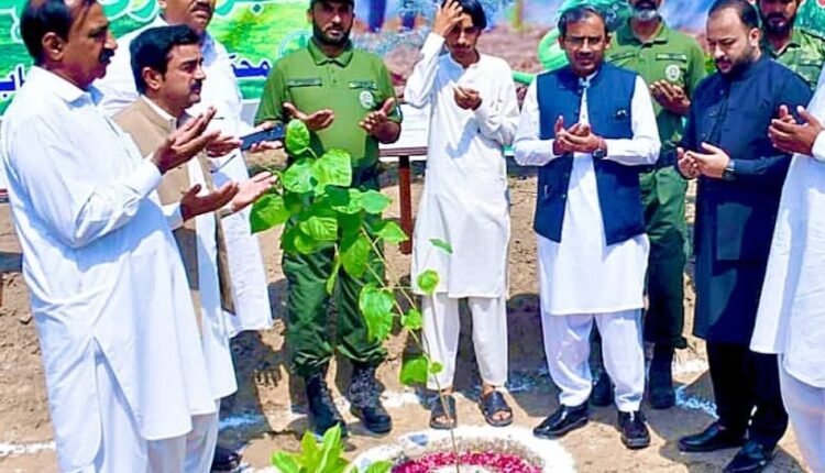 Plantation in Bahawalnagar